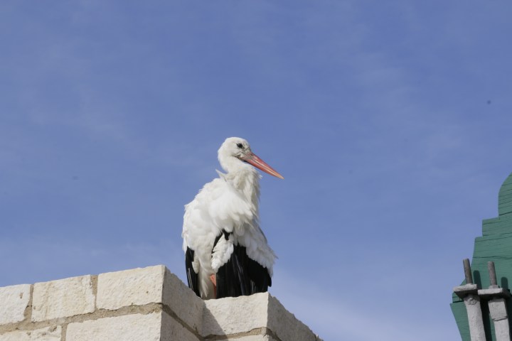 Portugal, Algarve, Faro, old town, stork