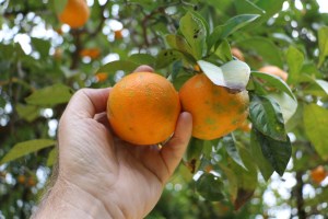 Seville, Spain, orange, orange tree