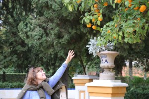 Spain; Seville; orange; orange tree